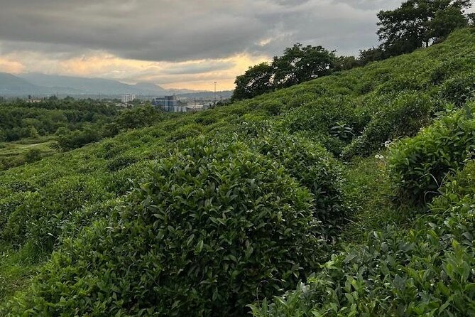 1,5 Hours Tea House and Tea Garden Trip in Ozurgeti Georgia - Is $30.10 a fair price?