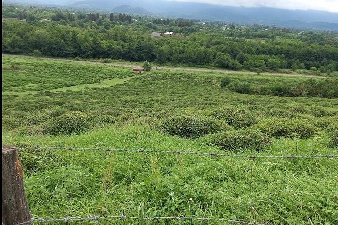 1,5 Hours Tea House and Tea Garden Trip in Ozurgeti Georgia - Who will enjoy TABA Tea House most?