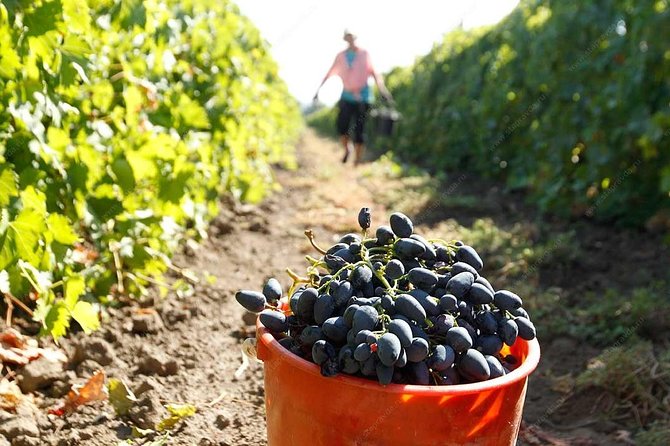 Adjarian Mountains Waterfalls Wine Tour Best views from Batumi Kobuleti - What the $238.28 group price really means