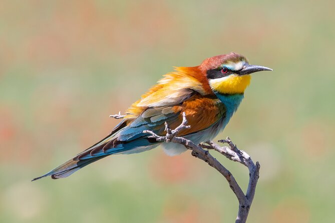 Full-Day Private Wilderness Tour in Vashlovani National Park - Starting at Shiraki Military Airfield