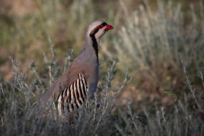 Full-Day Private Wilderness Tour in Vashlovani National Park