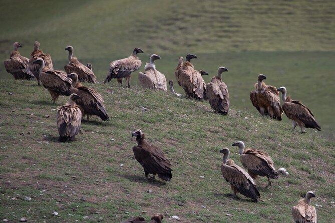 Full-Day Private Wilderness Tour in Vashlovani National Park - Samukhi Valley and the search for gazelles