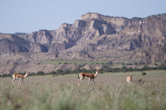 Full-Day Private Wilderness Tour in Vashlovani National Park - Birdwatching with supplied binoculars
