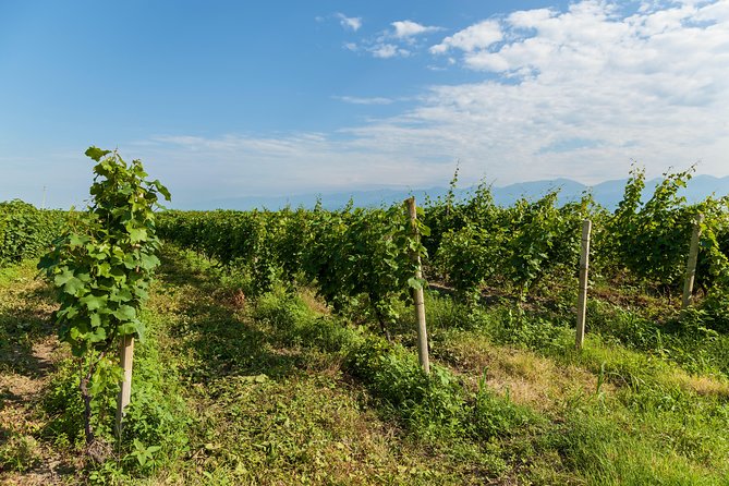 Highlights of Kakheti region-Signagi,Bodbe,Wine tasting(Private Tour) - Lunch, pacing, and the practical details