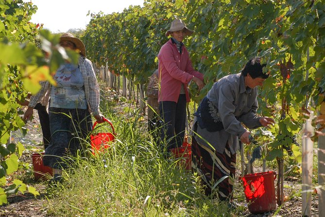 Highlights of Kakheti region-Signagi,Bodbe,Wine tasting(Private Tour) - Who should book this Kakheti tour?