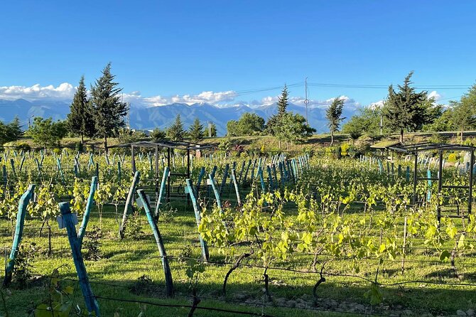 Kakheti.All inclusive Wine tour with family lunch - Key points to know before booking