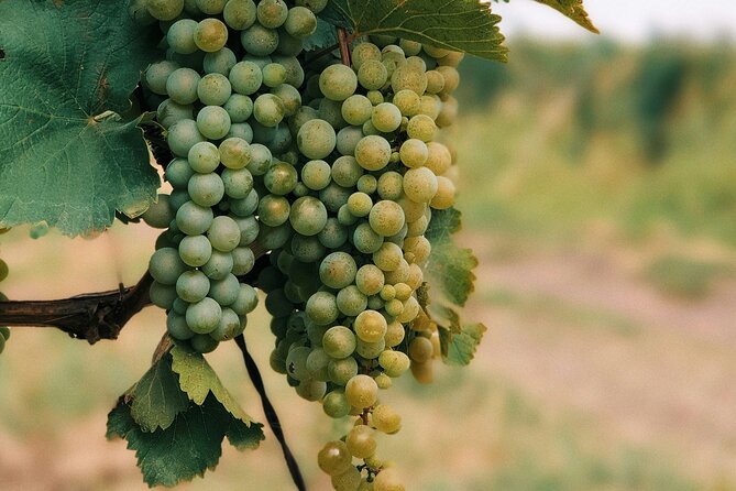 Private Day Trip to Kakheti Wine Region Including Wine Tasting - On the road from Tbilisi to Kakheti