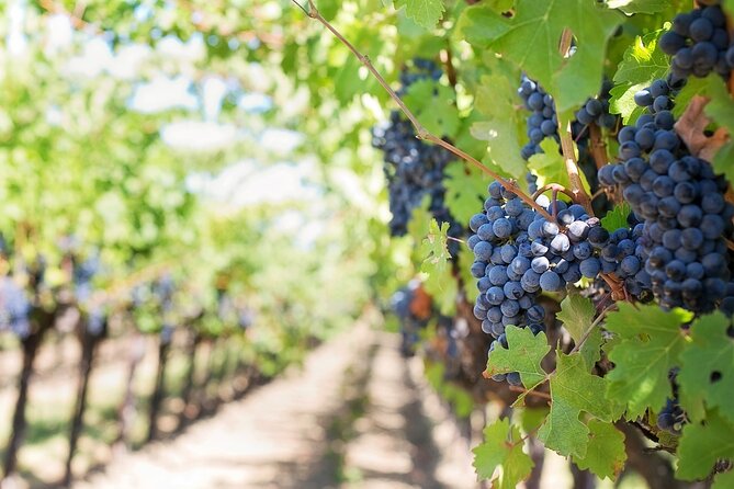 Private Day Trip to Kakheti Wine Region Including Wine Tasting - Bodbe Monastery and the quieter side of the route