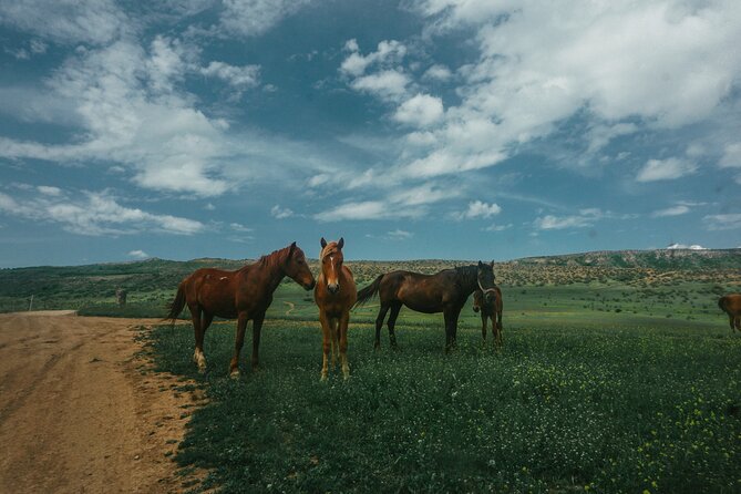 Private Horse Riding Adventure in Tbilisi - Horse Welfare and Equipment Matter