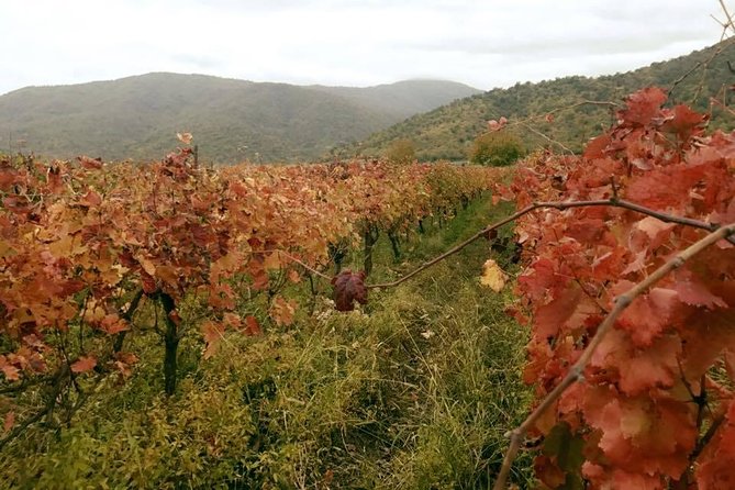 Private Tour to Mtskheta and Georgian Wine Tasting from Tbilisi - Château Mukhrani’s royal estate