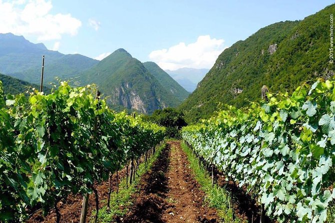 Private Tour to Mtskheta and Georgian Wine Tasting from Tbilisi - What the wine visit does well, and what it misses