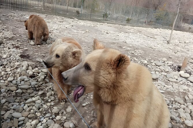 Tbilisi: Sabaduri Forest, Georgian Stonehenge & Bear Sanctuary - Quick reasons to consider this half-day outing