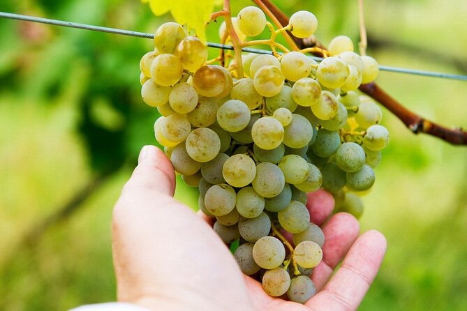 Whole day Wine Tour to Kakheti from Tbilisi - Manavi starts the wine story