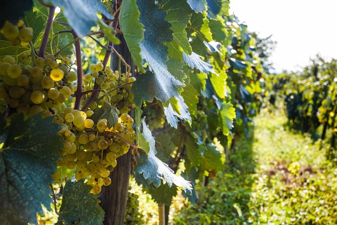WINE & DINE Tour from Kutaisi - The Imeretian meal is more than a tasting snack